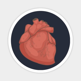 Heart Anatomy Magnet